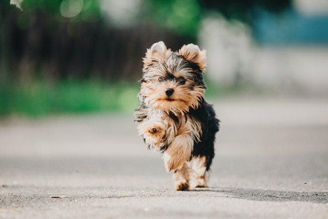 Valencia breeds Yorkshire Terrier puppies, like this one. - Shutterstock