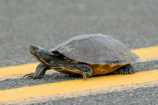 Florida loves turtles so much these drivers risked death to protect one | Florida News | Orlando