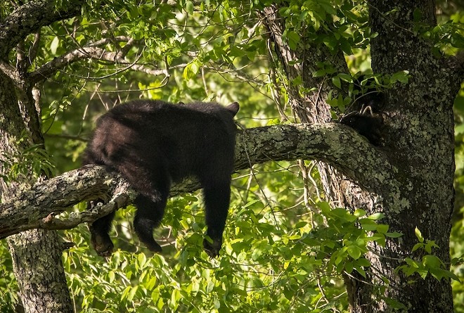 The black bear was first spotted in a tree in the Lake Eola area over the weekend - Ben McMurtry