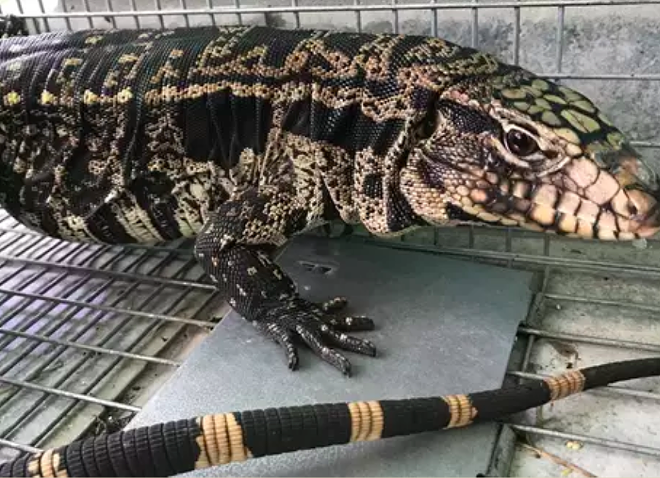 Orlando man finds invasive tegu lizard in his backyard | Orlando Area News | Orlando