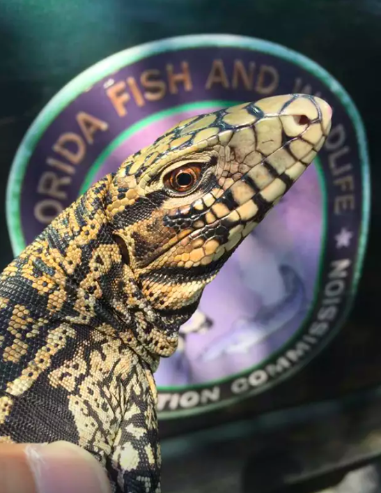 Orlando man finds invasive tegu lizard in his backyard (2)