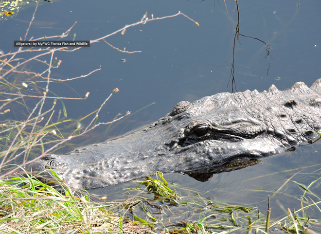 ‘Stings a little’: Florida teen bitten by alligator near Winter Springs | Orlando Area News | Orlando