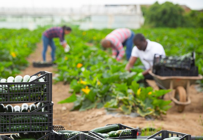 Florida farmworkers picking zucchini - Photo: Adobe Stock