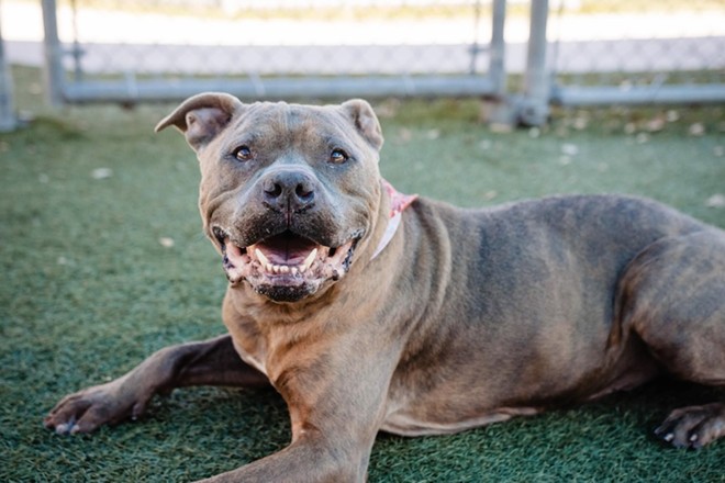 Thor, available for adoption, has been described as “very sweet and chill, with a great disposition.” - Photo courtesy Orange County Animal Services