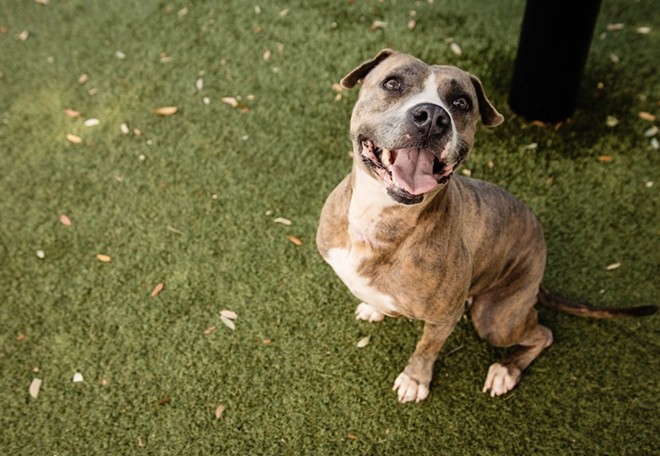 Siobhan, who’s been in the shelter since March 8, is currently Orange County Animal Shelter's longest consecutive resident. - Photo via Orange County Animal Services