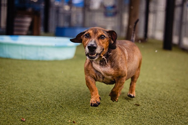 Adoptable dog Mister William is a chunky 7-year-old with a big personality