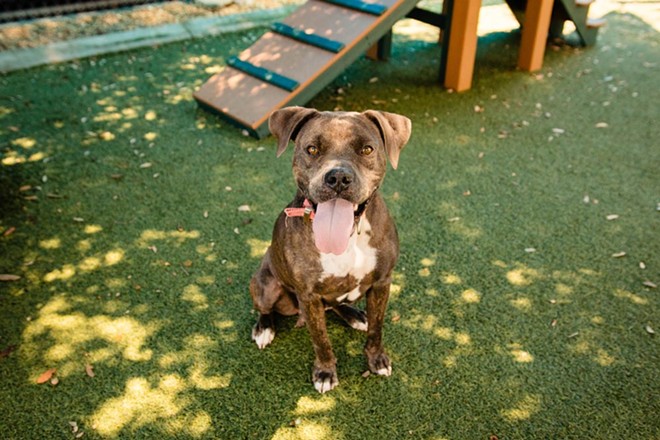 Adoptable dog Sugar is a small, cuddly four-year-old looking for a companion