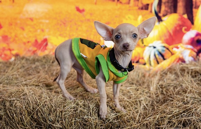 Orange County Animal Services’s annual Barktoberfest heads to Lake Eola Park next month