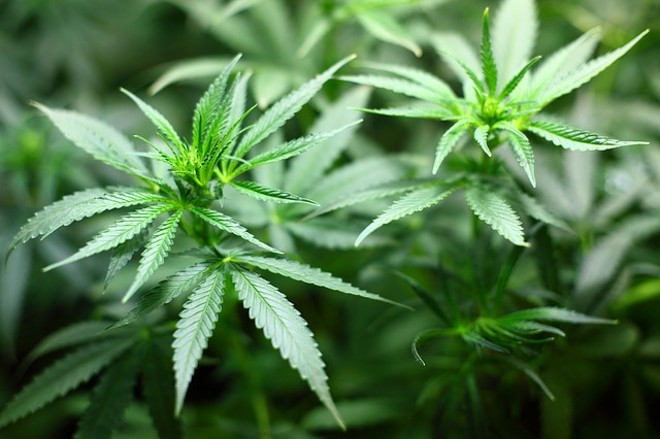 Florida judge backs two more medical marijuana licenses