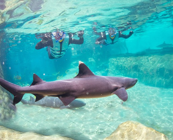 SeaWorld's Discovery Cove will now let guests swim with sharks