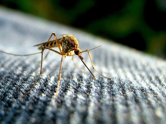 Florida adds three more 'travel-related' Zika cases