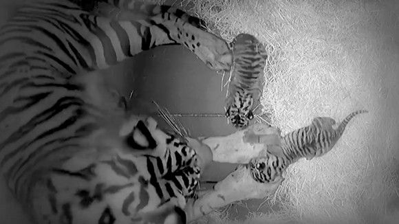 Disney's Animal Kingdom welcomes critically endangered Sumatran tiger cubs
