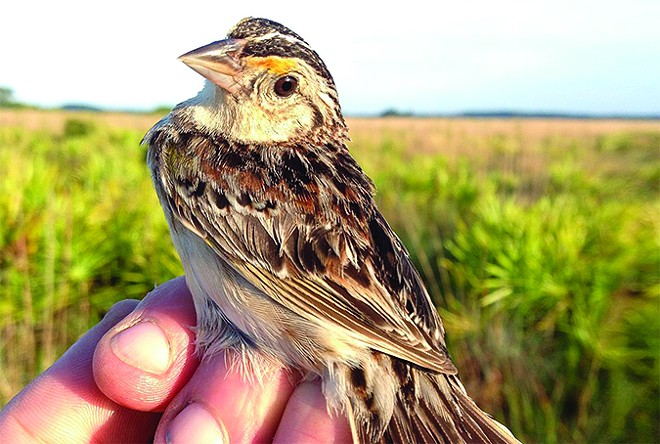 The fight to save North America’s most endangered bird, the Florida grasshopper sparrow