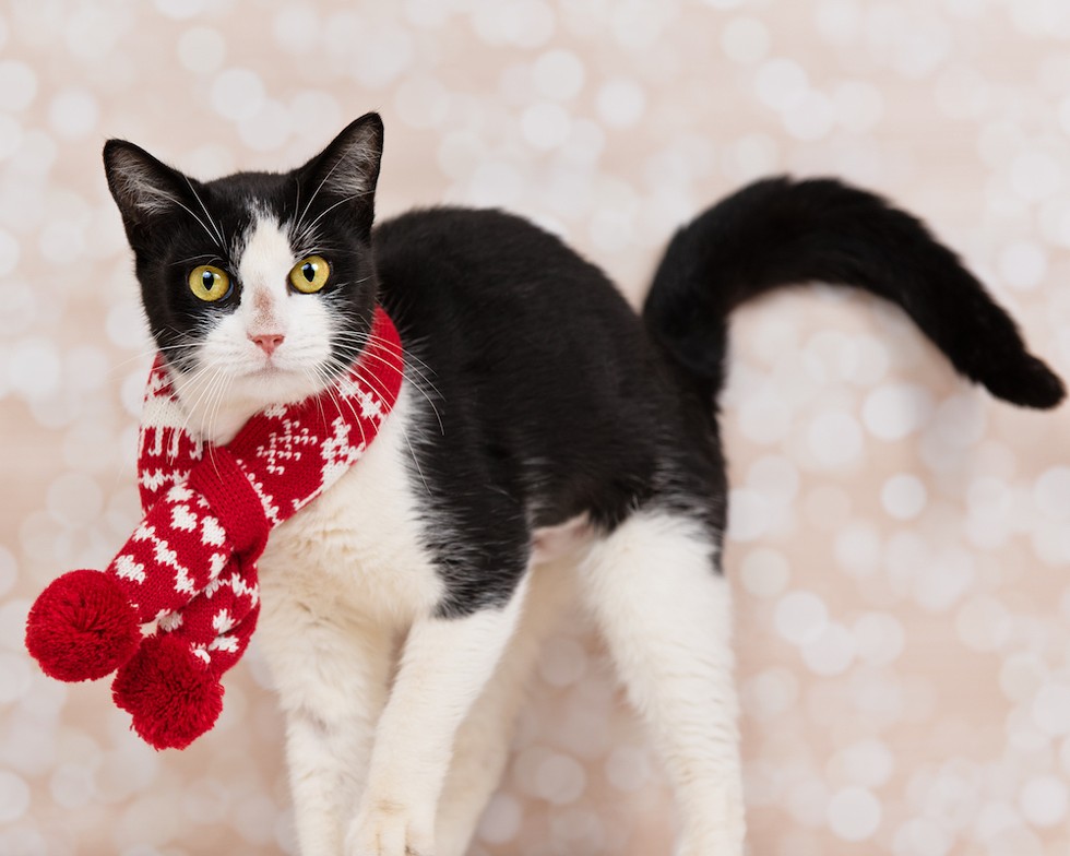Get to know the twelve Christmas cats of Orlando, and maybe bring one home