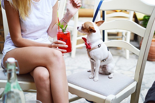 Brunch With Your Pup offers your doggo their own buffet in the Mennello's sculpture garden