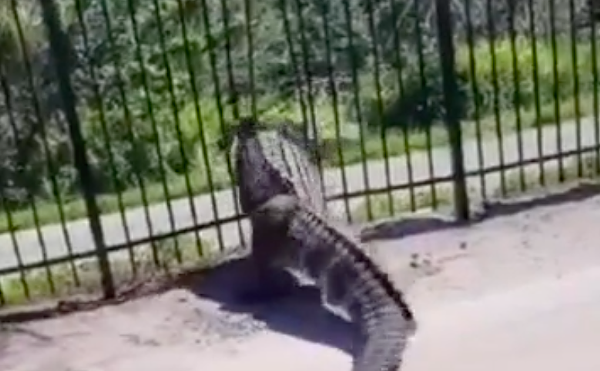 Video shows Florida alligator easily blasting through a metal fence