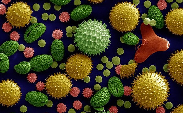 Pollen is plentiful in Orlanldo, a new study finds