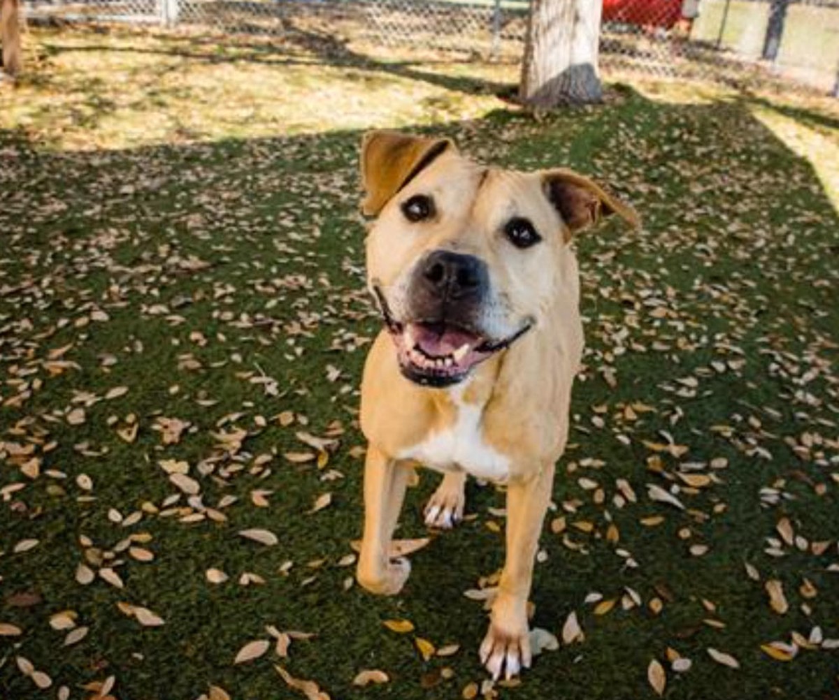 Adopt calm, gentle, senior Marnie … she’s the perfect couch companion dog for your TV binges | Gimme Shelter | Orlando