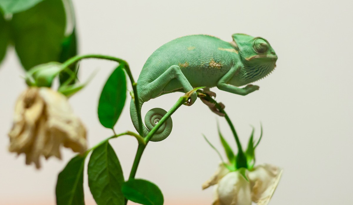 Free Will Astrology: ‘God is stealthy yet blatant, like a green chameleon perched on a green leaf’ | Astrology | Orlando