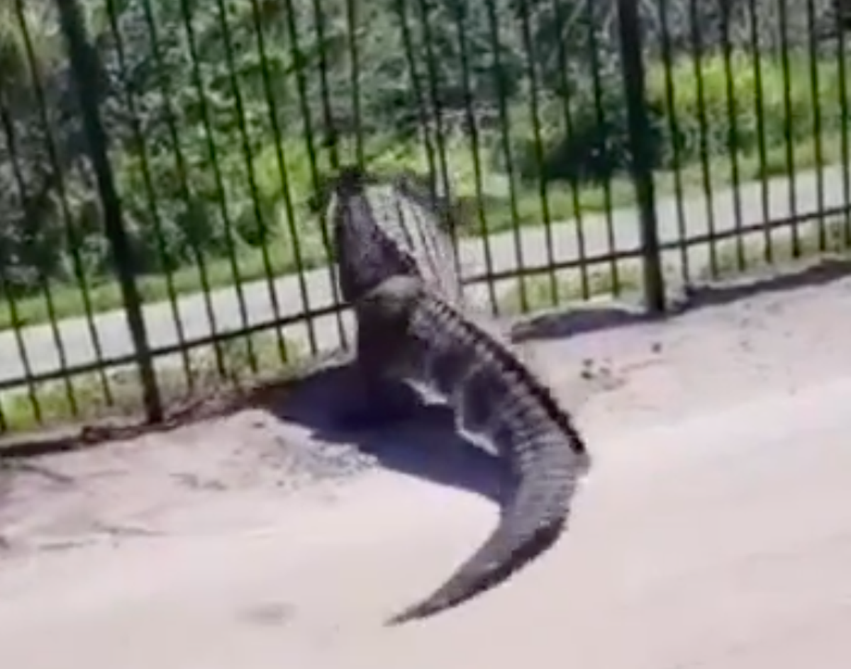 Video shows Florida alligator easily blasting through a metal fence | Florida News | Orlando