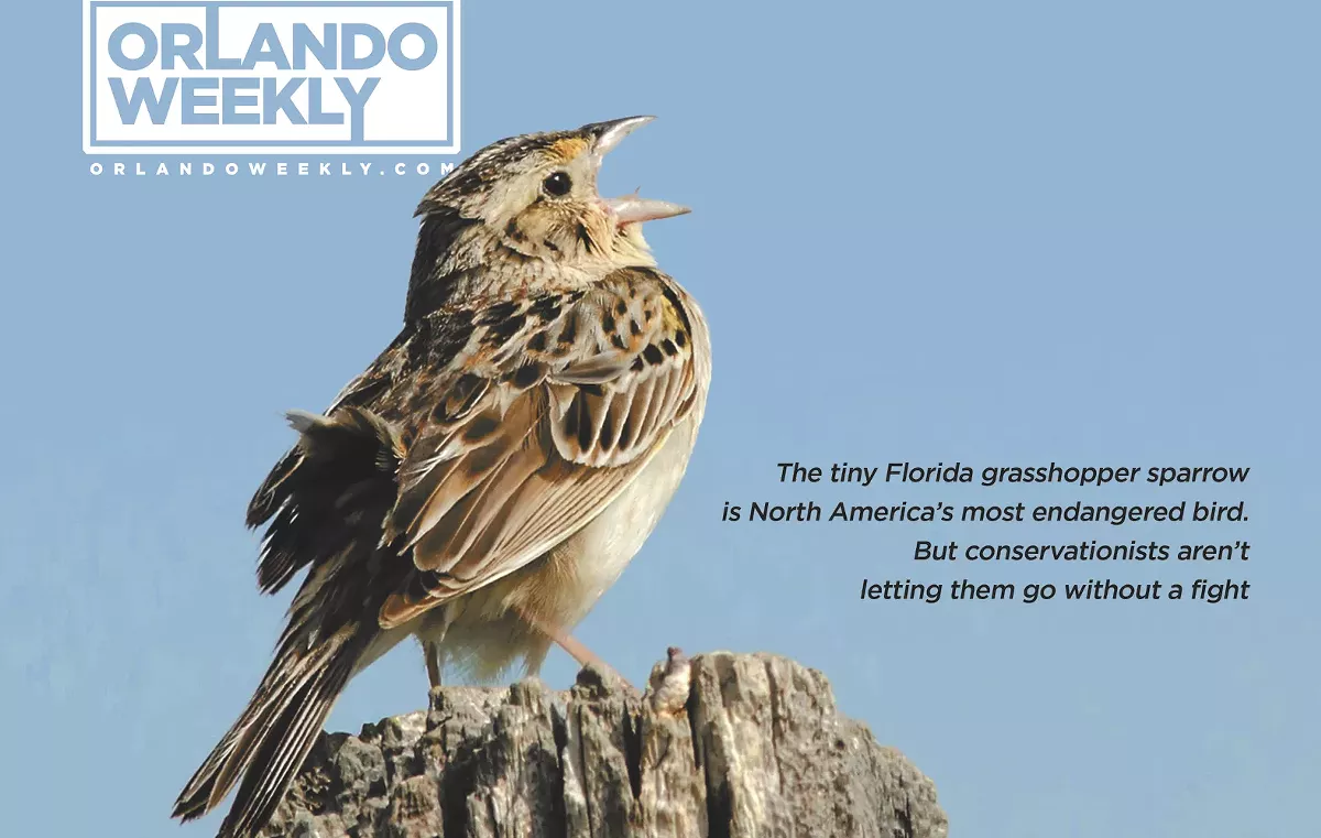 The fight to save North America's most endangered bird, the Florida  grasshopper sparrow | Orlando Area News | Orlando | Orlando Weekly