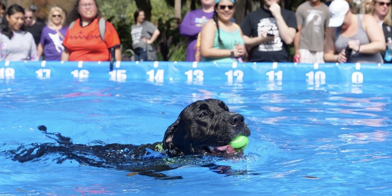 The Pet Alliance of Greater Orlando's 28th annual Paws in the Park pet festival will have doggy sports, adoptable pets and a pet costume contest and parade at Lake Eola Park on Feb.12.