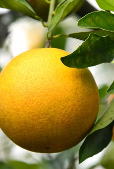 Florida's citrus crop is projected to be lowest since World War II