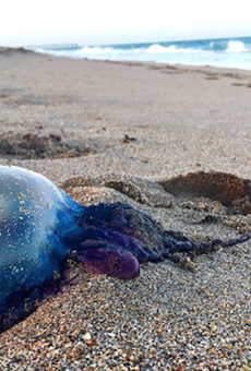 Changes in current patterns push thousands of Portuguese man o' war onto Florida beaches