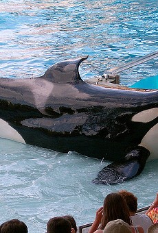 SeaWorld could face punishment from the SEC, company discloses