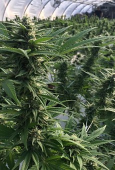 California company buys Florida medical marijuana operation for $53 million
