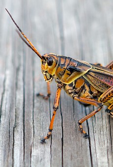 Orlando must learn to live with its giant grasshopper overlords