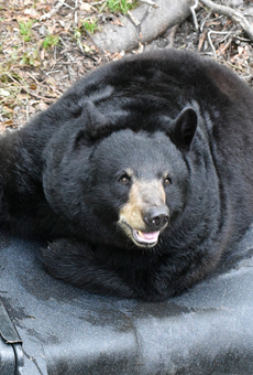 Florida officials would like you to stop feeding trash to bears