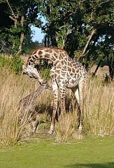 Guests witnessed the birth of a new baby giraffe at Disney's Animal Kingdom