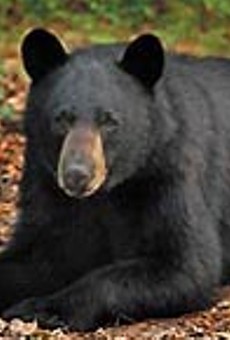 FWC approves black bear hunt in Florida