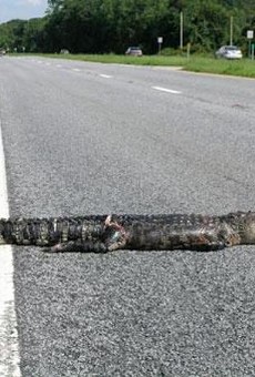 A Florida bicyclist was hospitalized after crashing into a dead alligator