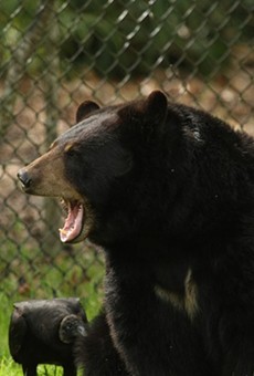 Lawsuit seeks to block return of bear hunting to Florida