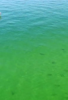 Drone footage shows hundreds of loitering sharks off the coast of Florida