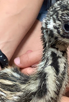 The cutest ball of emu fluff was just born at Gatorland