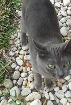 Somehow this cat made a mysterious journey from Wisconsin to Florida