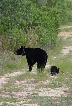 Florida Fish and Wildlife wants to hold another bear hunt