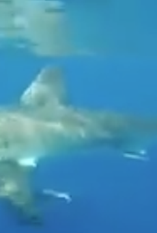 Central Florida teens have close encounter with great white shark near Ponce Inlet
