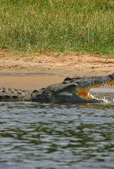 Florida now has a Nile crocodile problem