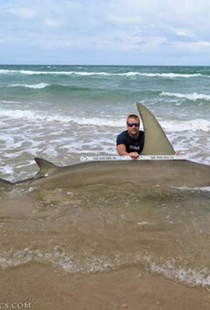 Man catches staggeringly big 13-foot-long hammerhead shark