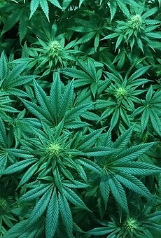 Florida pushes to release investor names in medical marijuana dispute