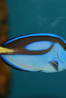 Florida researchers successfully breed 'Finding Dory' fish in captivity