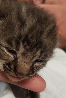 We would die for Bob, the tiny baby bobcat dropped off at an Orlando fire station