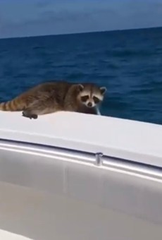 Florida man apologizes for leaving a raccoon to die 20 miles offshore