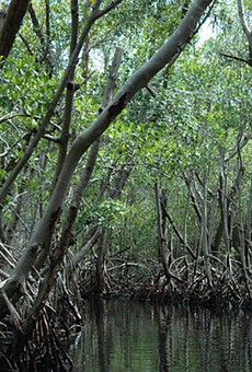Florida Everglades freshwater flow to improve with federal funding