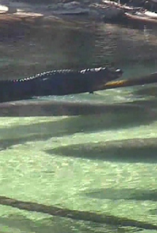 There's all kinds of sweet action on the Blue Spring manatee cam right now