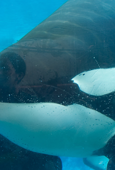 SeaWorld orca Tilikum is dead
